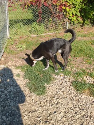 Northern Tail Dog Park - East Lansing, MI