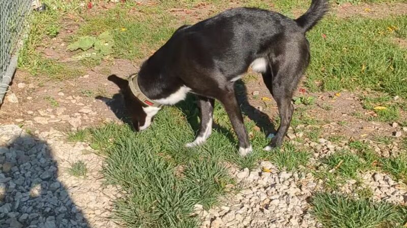 Northern Tail Dog Park - East Lansing, MI
