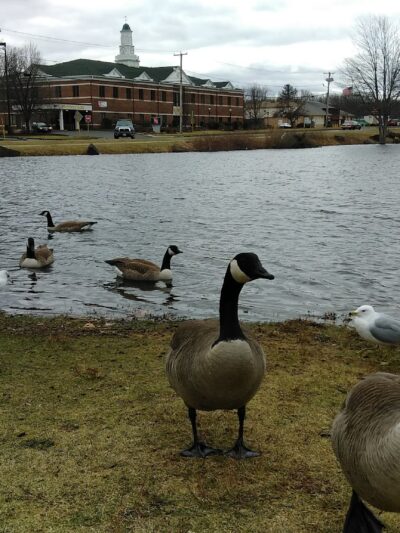 Heritage Park - East Longmeadow, MA