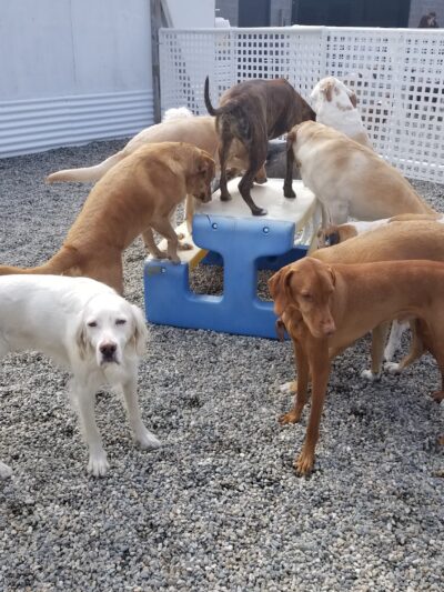 My Dog's Place LLC - East Lyme, CT