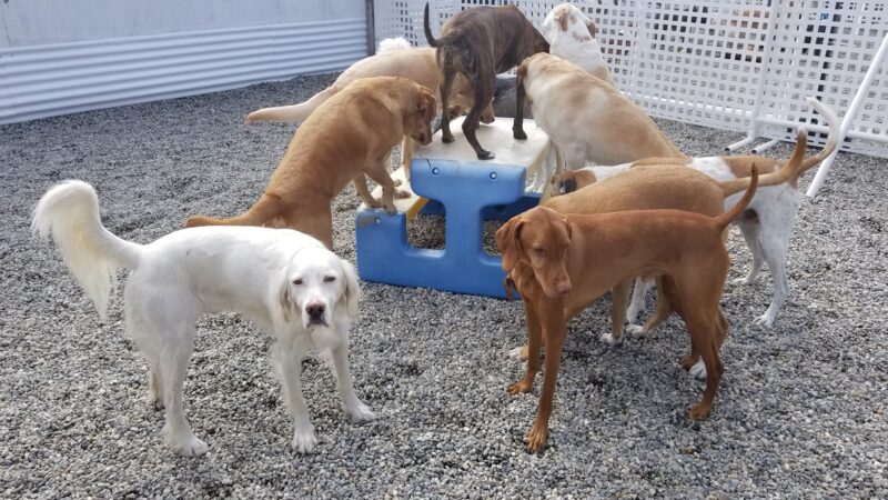 My Dog's Place LLC - East Lyme, CT