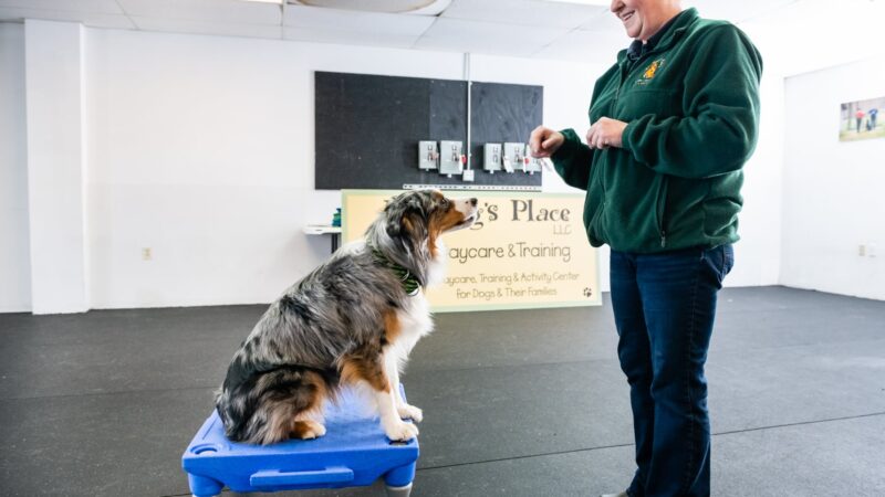 My Dog's Place LLC - East Lyme, CT