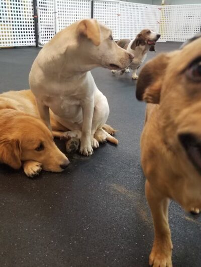 My Dog's Place LLC - East Lyme, CT