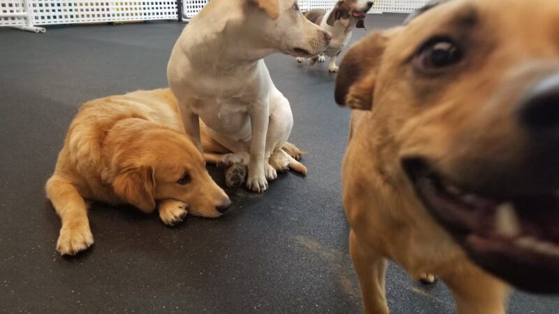 My Dog's Place LLC - East Lyme, CT