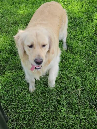 Dog Park - East Quogue, NY