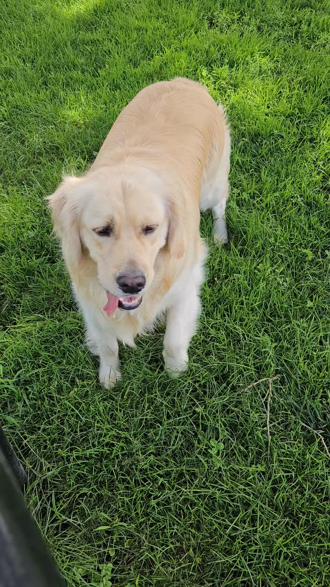 Dog Park - East Quogue, NY