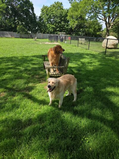 Dog Park - East Quogue, NY