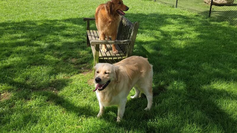 Dog Park - East Quogue, NY