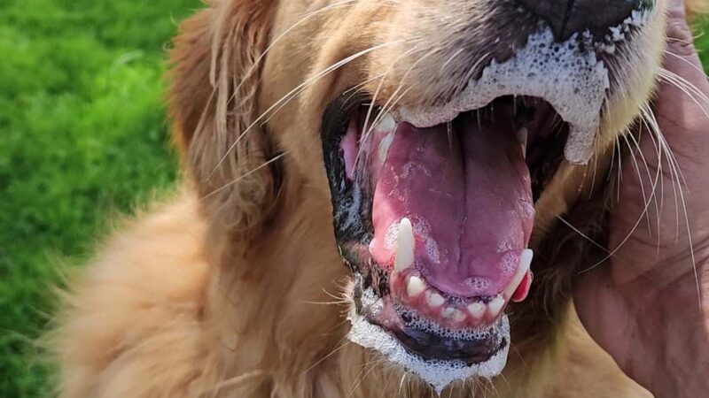 Dog Park - East Quogue, NY