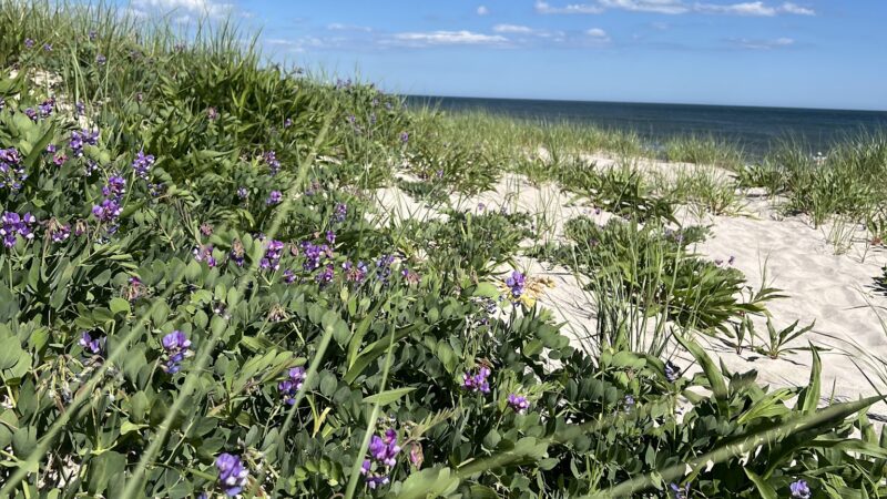 Dolphin Beach - East Quogue, NY