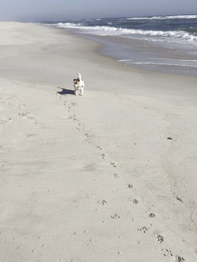 Dolphin Beach - East Quogue, NY