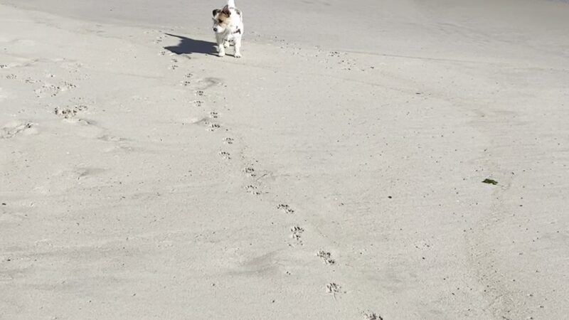 Dolphin Beach - East Quogue, NY