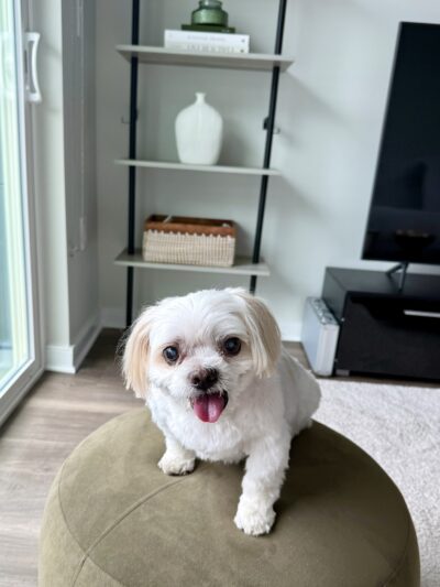 Prideful Grooming - East Rutherford, NJ