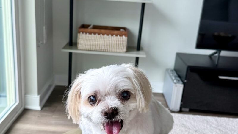 Prideful Grooming - East Rutherford, NJ