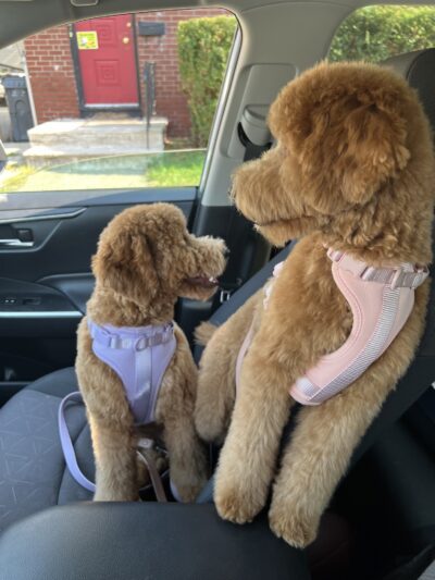 Prideful Grooming - East Rutherford, NJ