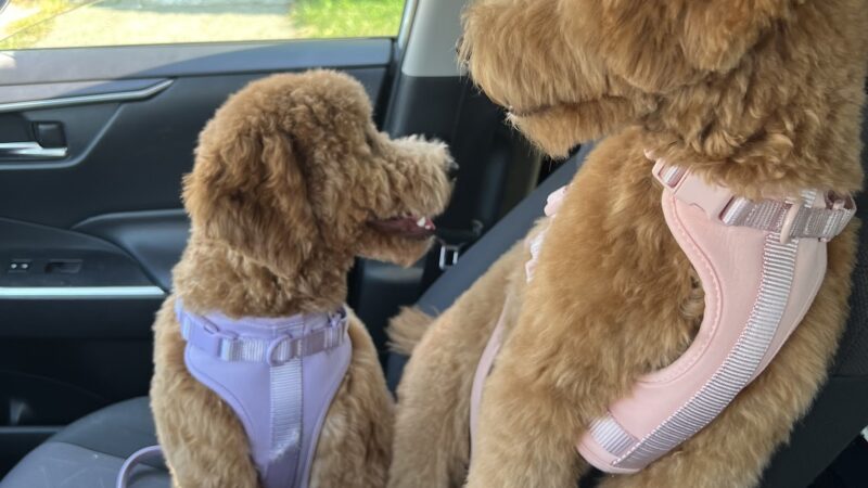 Prideful Grooming - East Rutherford, NJ