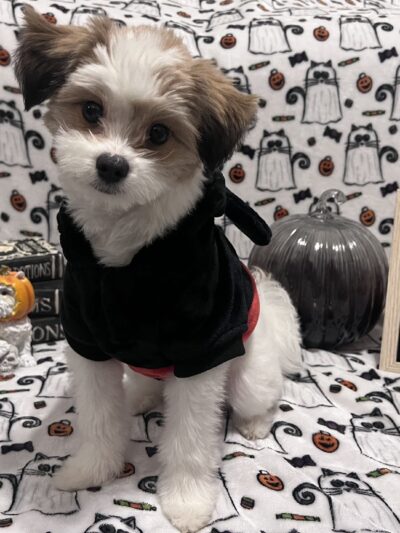 Prideful Grooming - East Rutherford, NJ