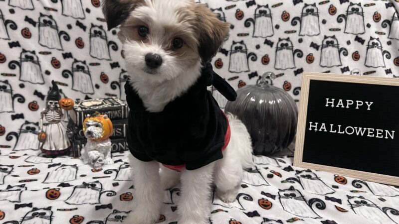 Prideful Grooming - East Rutherford, NJ