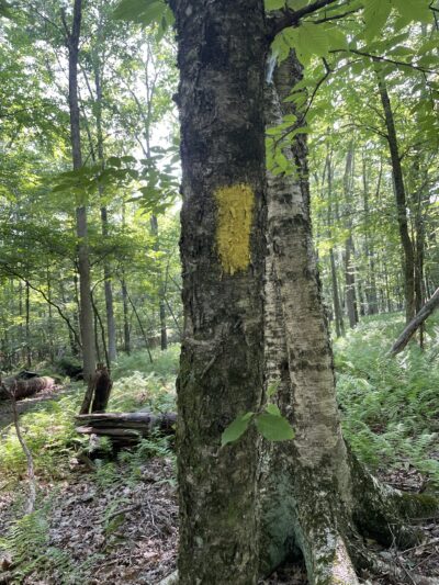 Fernridge trail loop - East Stroudsburg, PA