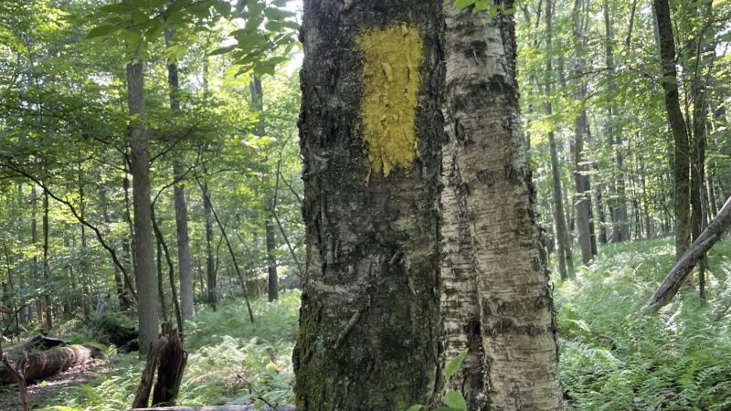 Fernridge trail loop - East Stroudsburg, PA