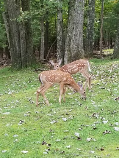 Big Pines Park - East Stroudsburg, PA