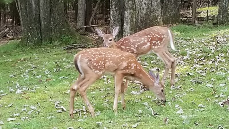 Big Pines Park - East Stroudsburg, PA