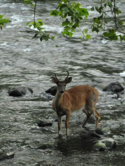 Brodhead Creek Park - East Stroudsburg, PA