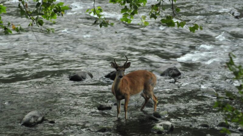 Brodhead Creek Park - East Stroudsburg, PA