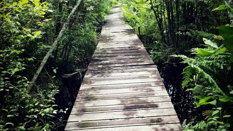 Tannersville Cranberry Bog Preserve - East Stroudsburg, PA