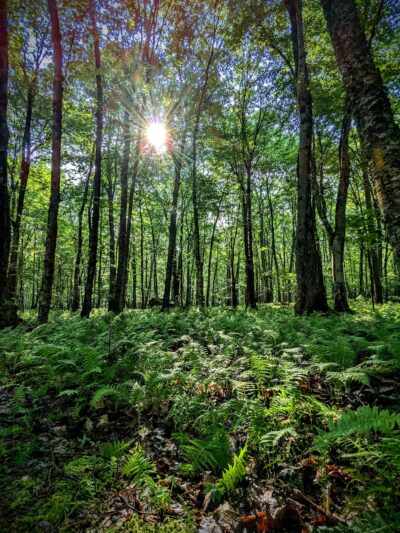 Tannersville Cranberry Bog Preserve - East Stroudsburg, PA