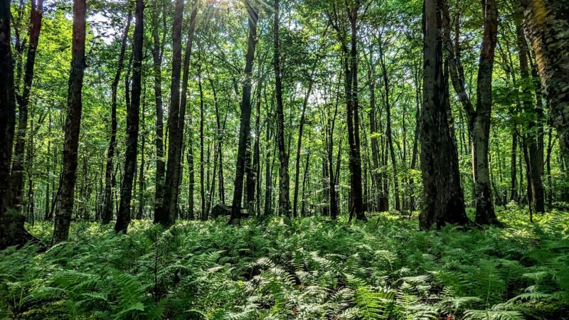 Tannersville Cranberry Bog Preserve - East Stroudsburg, PA