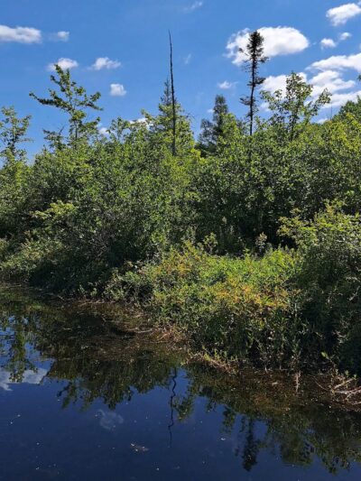Tannersville Cranberry Bog Preserve - East Stroudsburg, PA