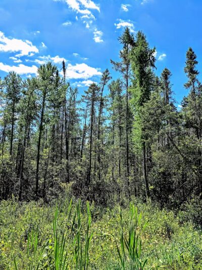 Tannersville Cranberry Bog Preserve - East Stroudsburg, PA