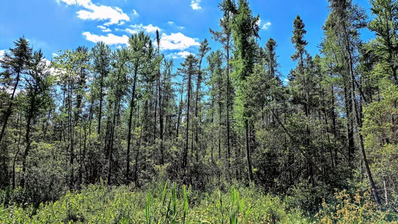 Tannersville Cranberry Bog Preserve - East Stroudsburg, PA