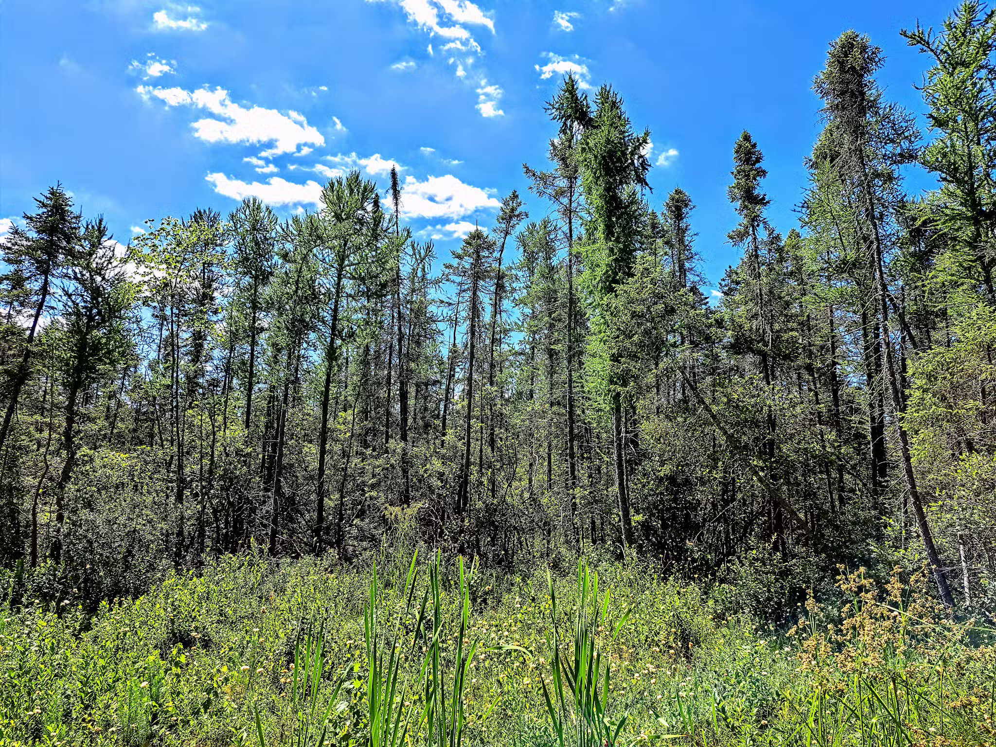 Tannersville Cranberry Bog Preserve - East Stroudsburg, PA