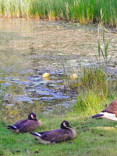 Ryder Park - East Syracuse, NY