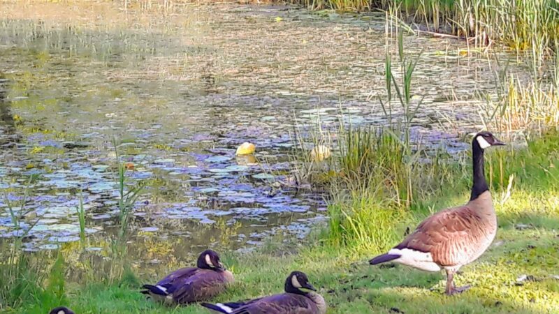 Ryder Park - East Syracuse, NY