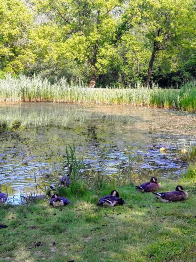 Ryder Park - East Syracuse, NY