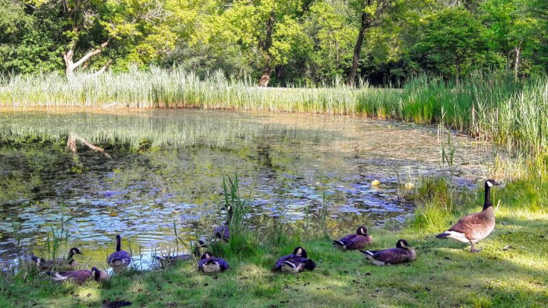 Ryder Park - East Syracuse, NY
