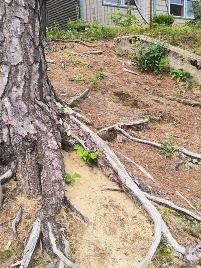 Weeks Beach - East Wakefield, NH
