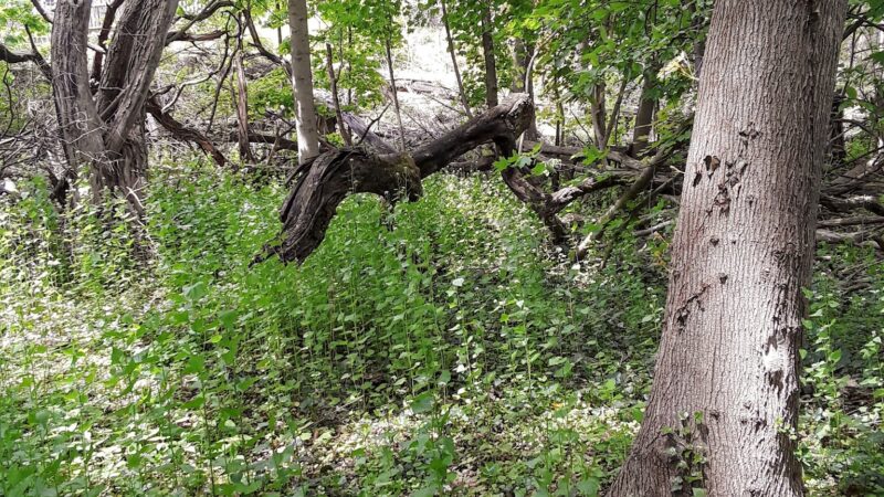 Leewood Park - Eastchester, NY