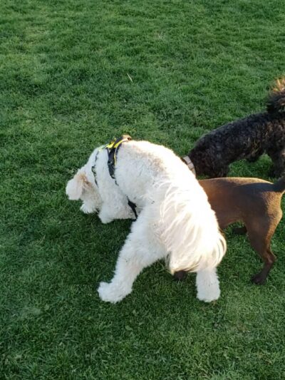 Harada Dog Park - Eastvale, CA