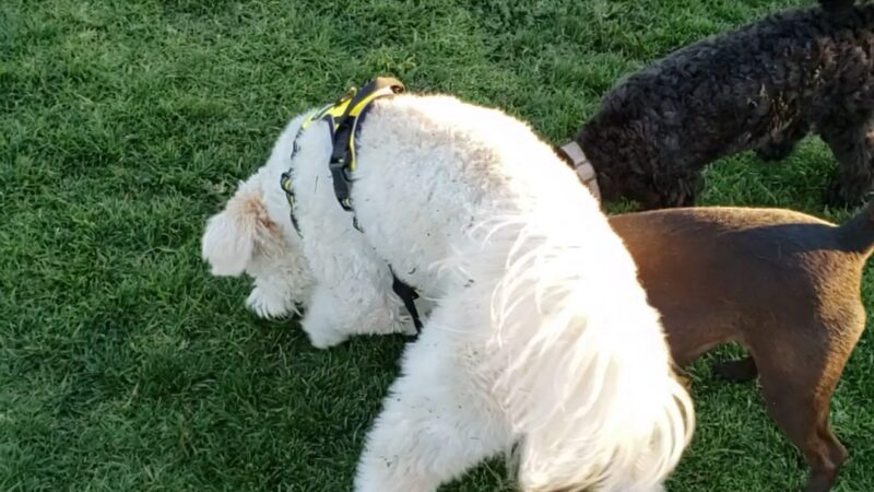 Harada Dog Park - Eastvale, CA