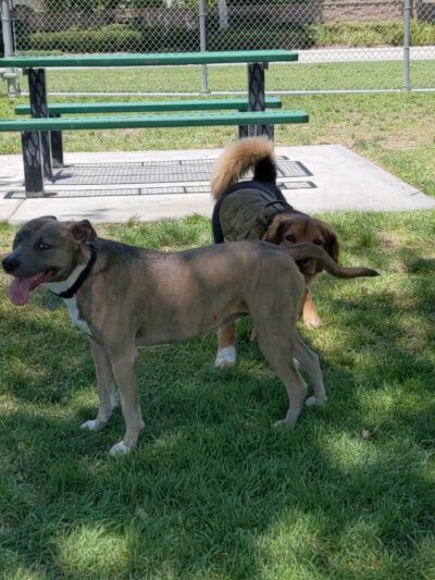Harada Dog Park - Eastvale, CA