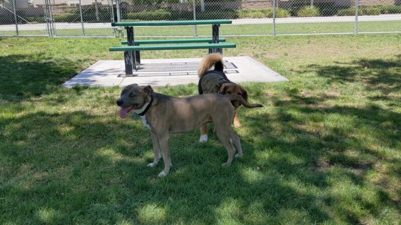 Harada Dog Park - Eastvale, CA