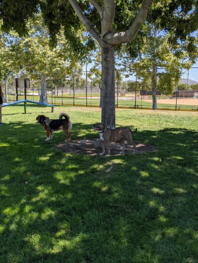 Harada Dog Park - Eastvale, CA