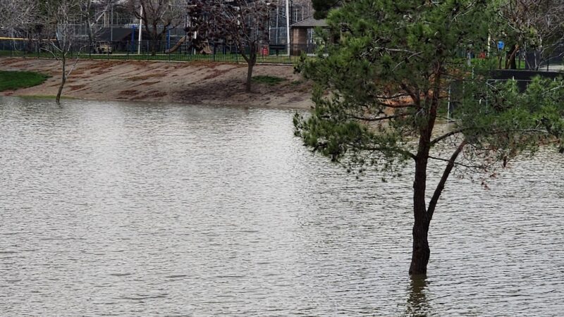 Harada Dog Park - Eastvale, CA