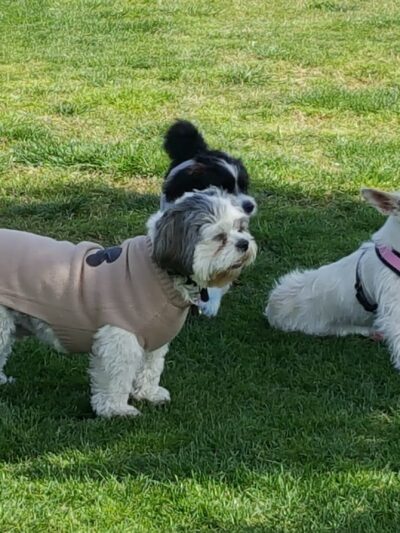 American Heroes Dog Park - Eastvale, CA