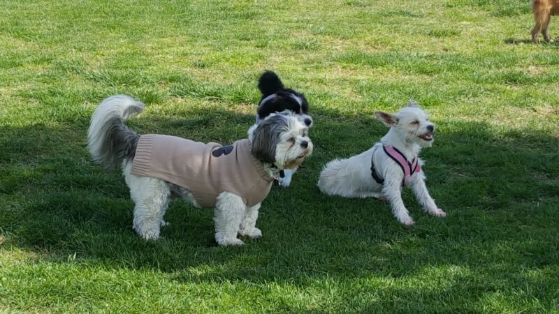 American Heroes Dog Park - Eastvale, CA