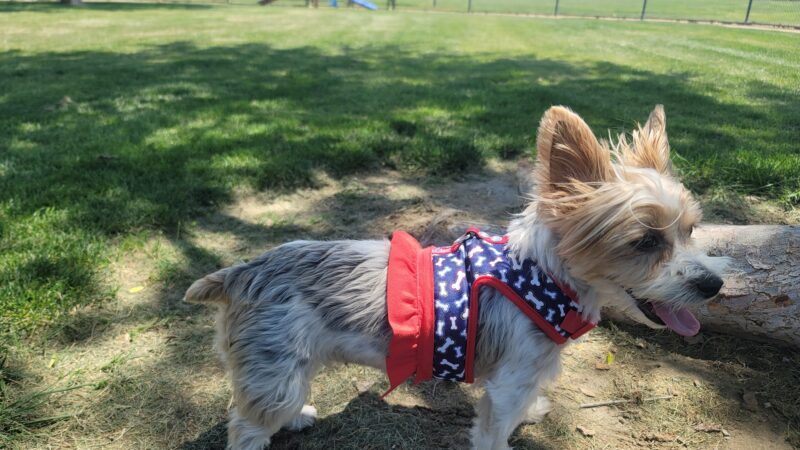 American Heroes Dog Park - Eastvale, CA